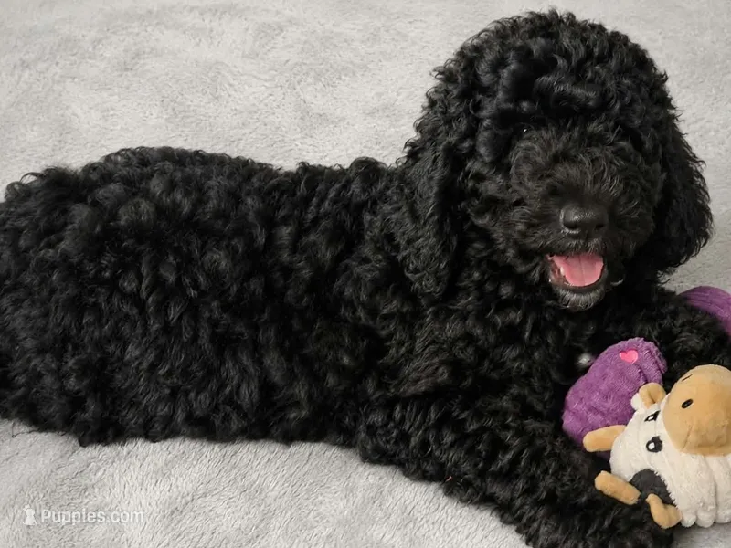 Luna – Poodle - Standard  puppy for sale in Belleview, FL