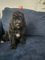 Mimi, a female Poodle - Standard  for sale in Belleview, FL – 2 of 3