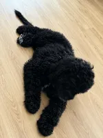 Bambi , a female Poodle - Standard  for sale in Silver Springs, FL – 2 of 2