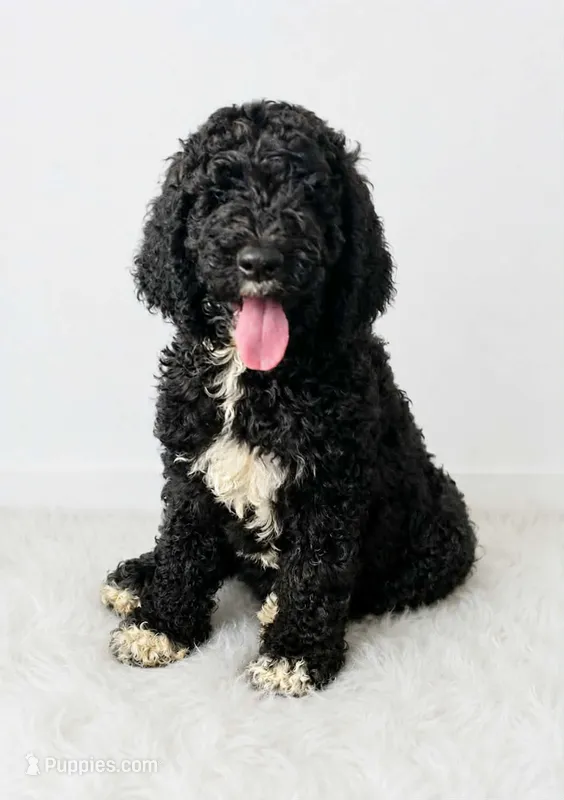 Chanel – Poodle - Standard  puppy for sale in Belleview, FL