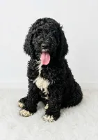 Chanel, a female Poodle - Standard  for sale in Belleview, FL – 1 of 4