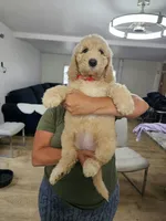 Chanel , a female Poodle - Standard  for sale in Silver Springs, FL – 3 of 3