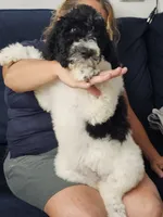 Nala, a female Poodle - Standard  for sale in Belleview, FL – 5 of 7