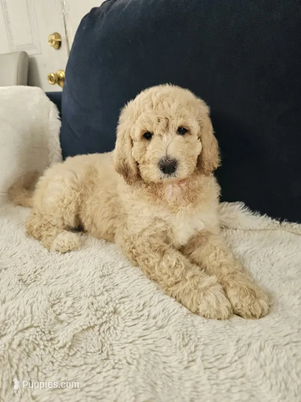 Chanel  – Poodle - Standard  puppy for sale in Silver Springs, FL