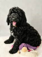 Luna, a female Poodle - Standard  for sale in Belleview, FL – 4 of 4