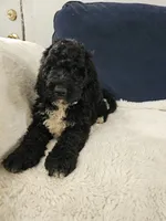 Max, a male Poodle - Standard  for sale in Silver Springs, FL – 2 of 4
