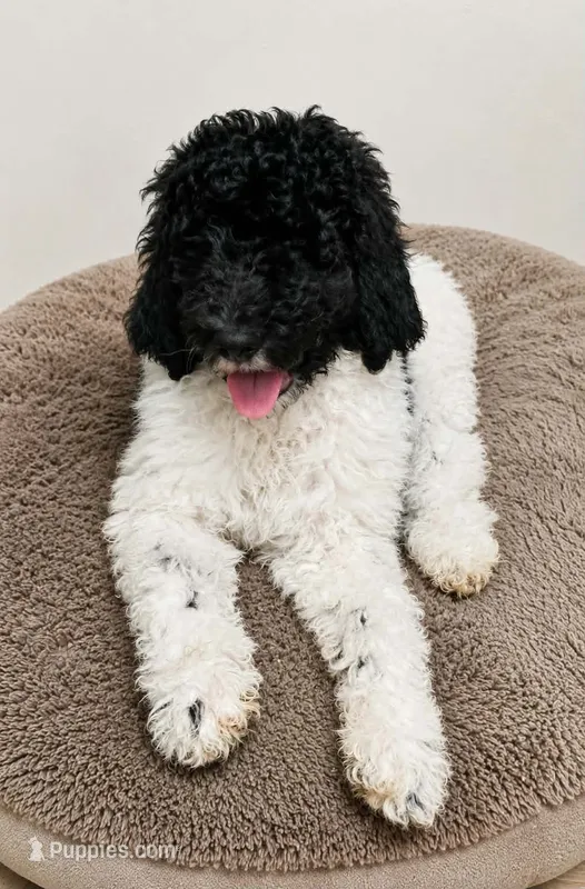 Banana  – Poodle - Standard  puppy for sale in Silver Springs, FL