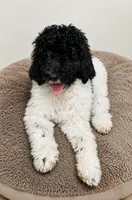 Banana , a female Poodle - Standard  for sale in Silver Springs, FL – 1 of 1