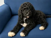 Chanel, a female Poodle - Standard  for sale in Belleview, FL – 4 of 4