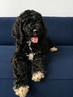 Chanel, a female Poodle - Standard  for sale in Belleview, FL – 3 of 4