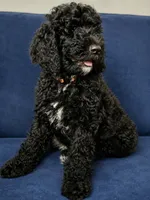 Luna, a female Poodle - Standard  for sale in Belleview, FL – 2 of 4