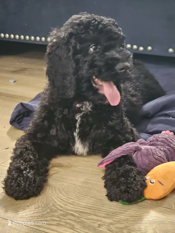 Fendy – Poodle - Standard  puppy for sale in Silver Springs, FL