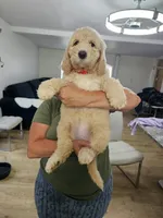 Chanel , a female Poodle - Standard  for sale in Silver Springs, FL – 2 of 3