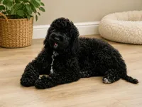 Bambi , a female Poodle - Standard  for sale in Silver Springs, FL – 1 of 2