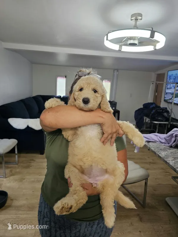 Chanel  – Poodle - Standard  puppy for sale in Silver Springs, FL