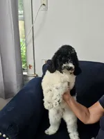 Nala, a female Poodle - Standard  for sale in Belleview, FL – 2 of 7