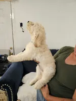 Miky, a male Poodle - Standard  for sale in Silver Springs, FL – 2 of 3