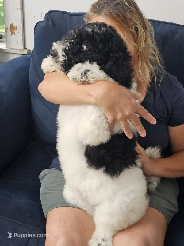 Nala – Poodle - Standard  puppy for sale in Belleview, FL
