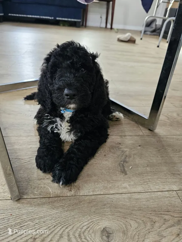 Max – Poodle - Standard  puppy for sale in Silver Springs, FL