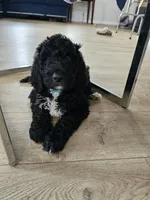 Max, a male Poodle - Standard  for sale in Silver Springs, FL – 1 of 4