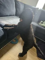 Fendy, a female Poodle - Standard  for sale in Silver Springs, FL – 2 of 2