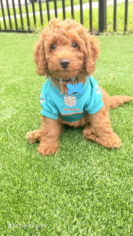 Remy – Poodle - Miniature  puppy for sale in Tamarac, FL