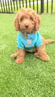 Remy, a male Poodle - Miniature  for sale in Tamarac, FL – 1 of 6