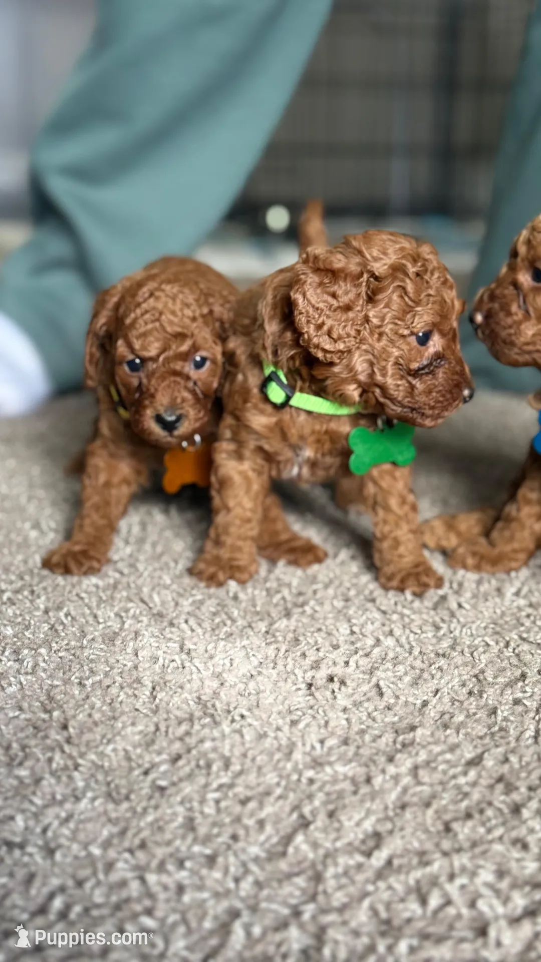 Marley , a female Poodle - Miniature  for sale in Tamarac, FL – 2 of 9