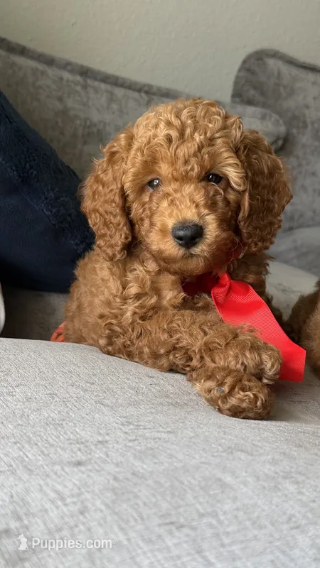 Blaze – Poodle - Miniature  puppy for sale in Tamarac, FL