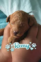 Remy, a male Poodle - Miniature  for sale in Tamarac, FL – 4 of 4