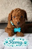 Remy, a male Poodle - Miniature  for sale in Tamarac, FL – 1 of 4