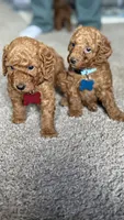 Remy, a male Poodle - Miniature  for sale in Tamarac, FL – 3 of 4