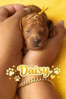 Daisy, a female Poodle - Miniature  for sale in Tamarac, FL – 3 of 4