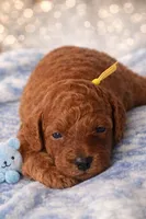 Daisy, a female Poodle - Miniature  for sale in Tamarac, FL – 2 of 4