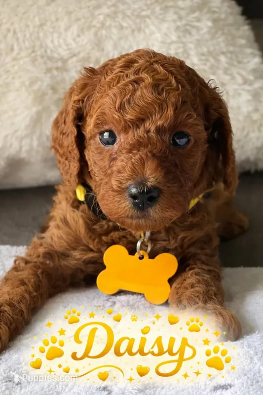 Daisy – Poodle - Miniature  puppy for sale in Tamarac, FL
