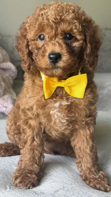 Daisy – Poodle - Miniature  puppy for sale in Tamarac, FL