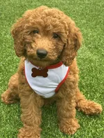 Blaze, a male Poodle - Miniature  for sale in Tamarac, FL – 2 of 8