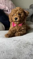 Girlie , a female Poodle - Miniature  for sale in Tamarac, FL – 2 of 2