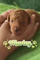 Marley , a female Poodle - Miniature  for sale in Tamarac, FL – 7 of 9