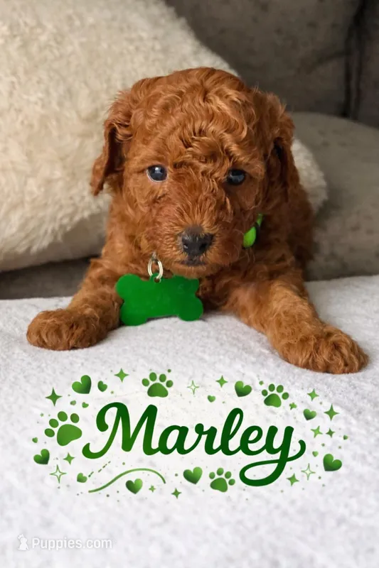 Marley  – Poodle - Miniature  puppy for sale in Tamarac, FL