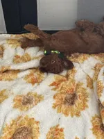 Marley , a female Poodle - Miniature  for sale in Tamarac, FL – 8 of 9