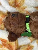 Marley , a female Poodle - Miniature  for sale in Tamarac, FL – 3 of 9