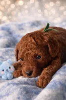 Marley , a female Poodle - Miniature  for sale in Tamarac, FL – 6 of 9