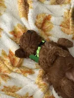 Marley , a female Poodle - Miniature  for sale in Tamarac, FL – 4 of 9