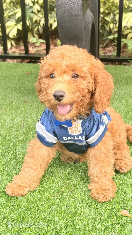 Girlie  – Poodle - Miniature  puppy for sale in Tamarac, FL