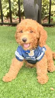 Girlie , a female Poodle - Miniature  for sale in Tamarac, FL – 1 of 2