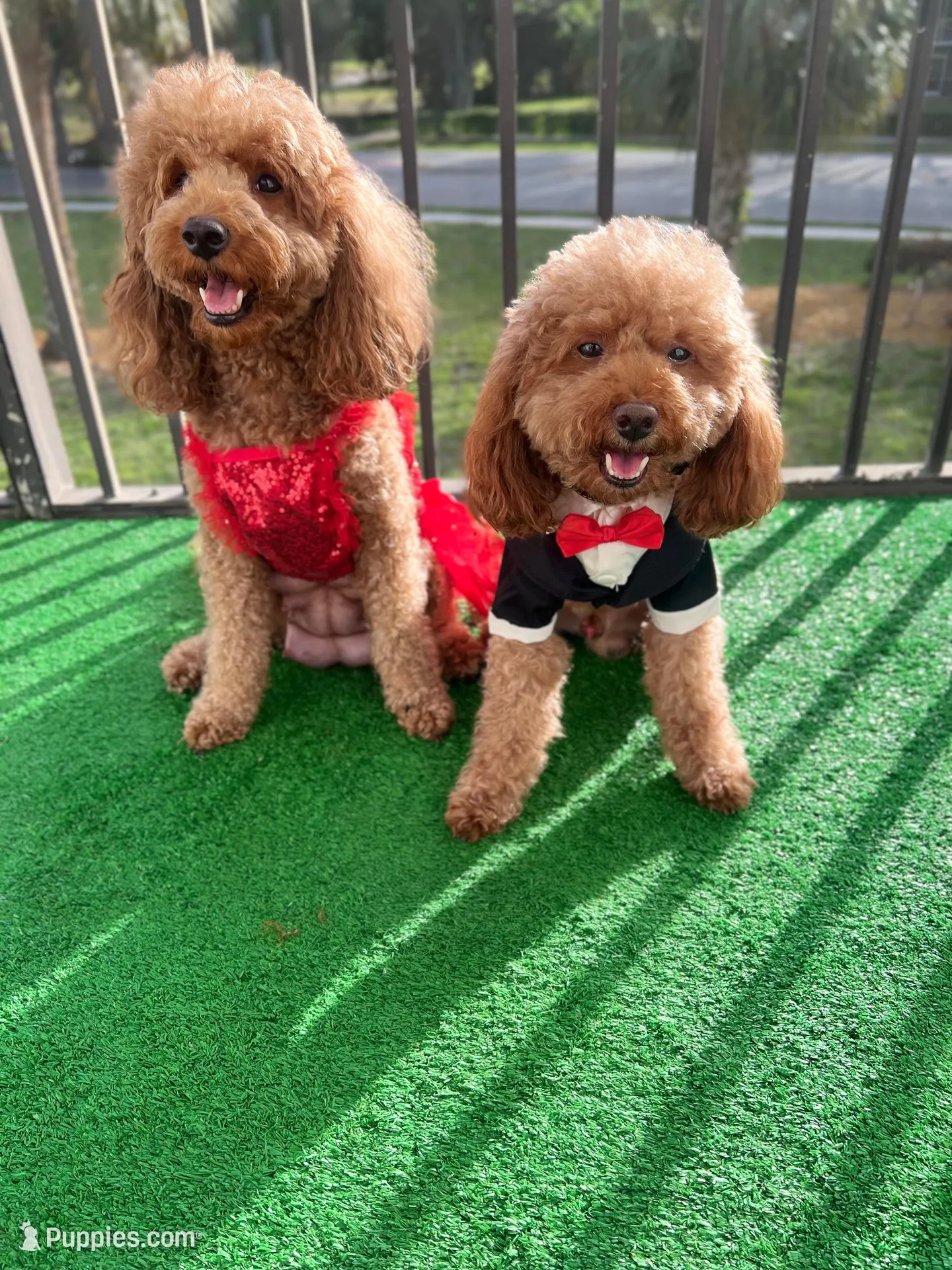 Remy, a male Poodle - Miniature  for sale in Tamarac, FL – 2 of 4