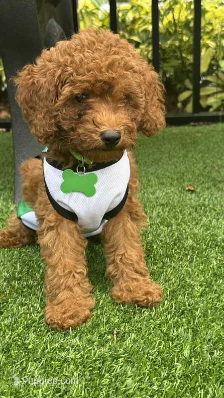 Marley  – Poodle - Miniature  puppy for sale in Tamarac, FL