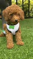 Marley , a female Poodle - Miniature  for sale in Tamarac, FL – 1 of 7