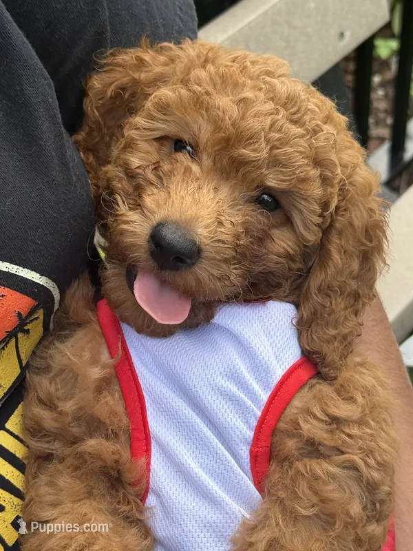 Blaze – Poodle - Miniature  puppy for sale in Tamarac, FL